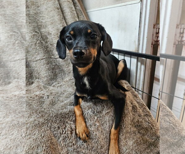 Medium Photo #1 Chihuahua-Unknown Mix Puppy For Sale in El Centro, CA, USA