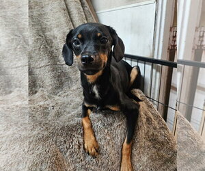 Chihuahua-Unknown Mix Dogs for adoption in El Centro, CA, USA