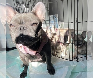 Mother of the French Bulldog puppies born on 12/30/2021