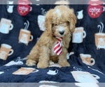 Milo - Male Cavapoo (Miniature) Puppy for Sale - Photo #2