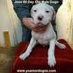 Small #289 Dogo Argentino