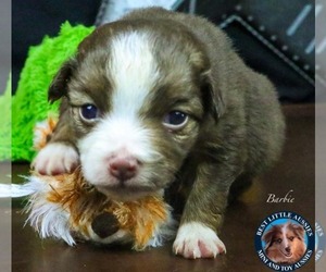 Miniature Australian Shepherd Puppy for sale in GRANBURY, TX, USA