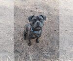 Pugsley - Male Mutt Dog for Adoption - Small photo