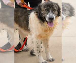 English Shepherd-Great Pyrenees Mix Dogs for adoption in Newfoundland, PA, USA