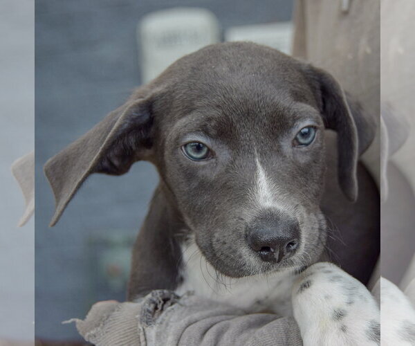 Medium Photo #6 Mutt Puppy For Sale in Huntley, IL, USA