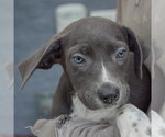 Small #5 Mutt