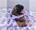 Small #4 Mutt