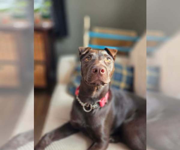 Medium Photo #4  Puppy For Sale in , 