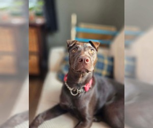 Mutt Dogs for adoption in Oro Medonte, Ontario, Canada