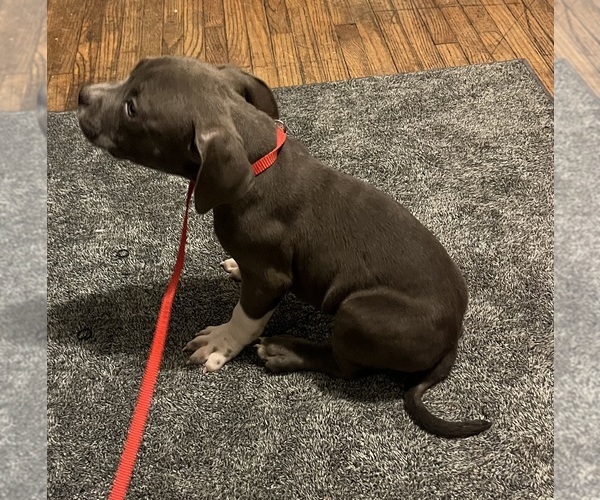Medium Photo #18 American Bully Puppy For Sale in BUFFALO, NY, USA