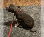 Small Photo #18 American Bully Puppy For Sale in BUFFALO, NY, USA
