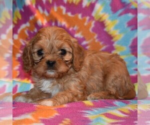 Cavalier King Charles Spaniel-Cavapoo Mix Puppy for sale in SUNBURY, PA, USA