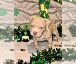 Small Photo #10 American Bully Puppy For Sale in Maple Ridge, British Columbia, Canada