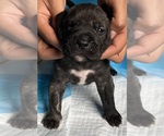 Small Photo #8 Presa Canario Puppy For Sale in VERONA, KY, USA