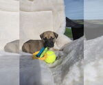 Small #1 Boxador
