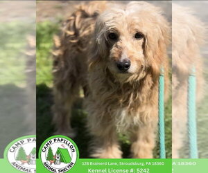 Goldendoodle Dogs for adoption in Stroudsburg, PA, USA