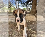Small #5 Boxer