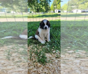 Saint Bernard Puppy for sale in BROWN CITY, MI, USA