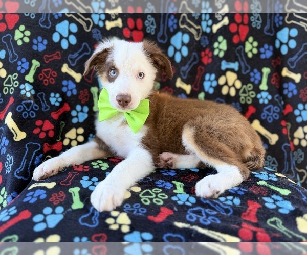 Medium Photo #8 Miniature Australian Shepherd Puppy For Sale in LAKELAND, FL, USA