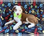 Small #7 Miniature Australian Shepherd