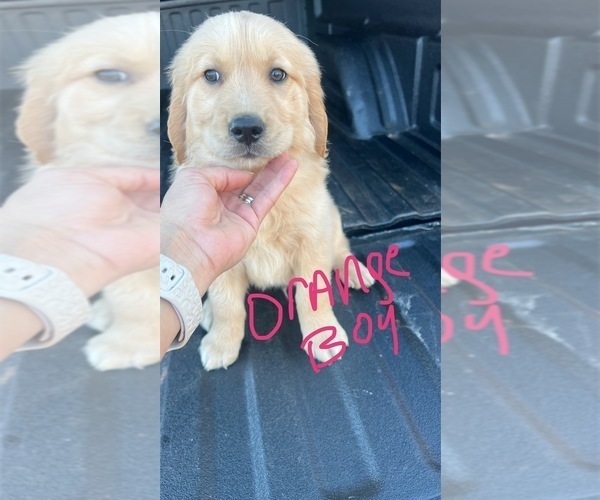 Medium Photo #4 Golden Retriever Puppy For Sale in BOILING SPGS, SC, USA