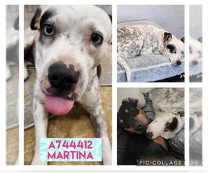 Australian Shepherd-Unknown Mix Dogs for adoption in San Antonio, TX, USA