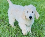 Puppy Yellow Yelly Goldendoodle