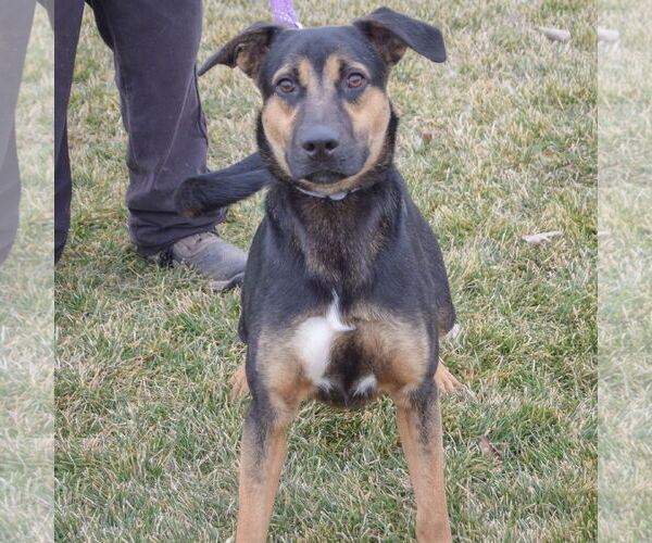 Medium Photo #3 German Shepherd Dog-Treeing Walker Coonhound Mix Puppy For Sale in Huntley, IL, USA