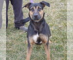 Small #2 German Shepherd Dog-Treeing Walker Coonhound Mix