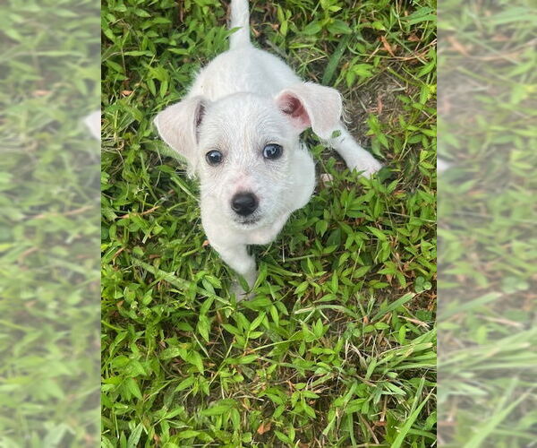 Medium Photo #1 Mutt Puppy For Sale in Holly Springs, NC, USA