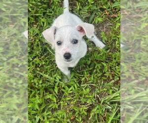 Mutt Dogs for adoption in Holly Springs, NC, USA