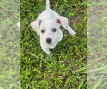 Small Mutt