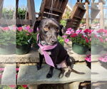 Small #1 Chiweenie