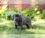 Small Photo #9 Cane Corso Puppy For Sale in WAKARUSA, IN, USA
