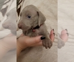 Small Photo #7 Weimaraner Puppy For Sale in DAVENPORT, IA, USA