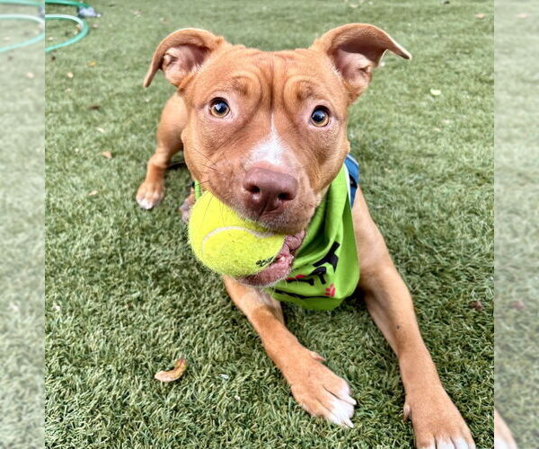 Medium Photo #3 American Staffordshire Terrier-Unknown Mix Puppy For Sale in San Juan Capistrano, CA, USA