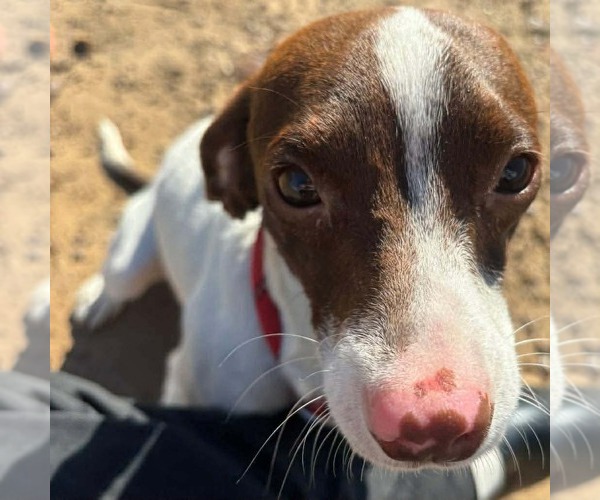 Medium Photo #1 Jack Russell Terrier Puppy For Sale in Winter, WI, USA