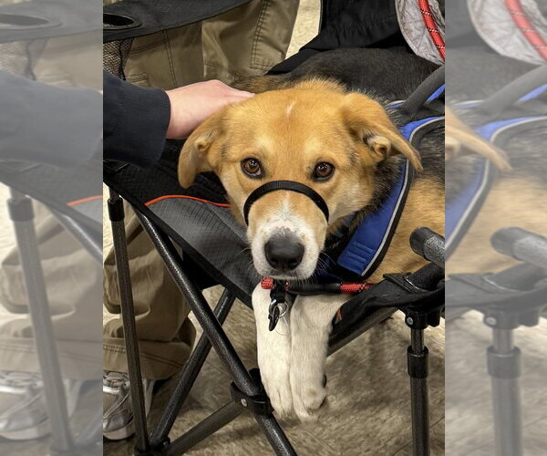 Medium Photo #3 German Shepherd Dog-Unknown Mix Puppy For Sale in Bolivar, MO, USA