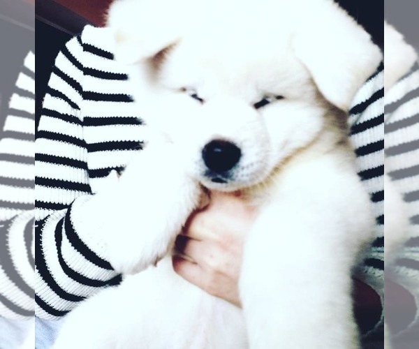 Medium Photo #4 Akita Puppy For Sale in Chisinau, Chisinau Municipality, Moldova