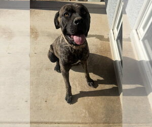 Mutt Dogs for adoption in Chandler, AZ, USA