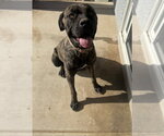 KILA - Female Mutt Dog for Adoption - Small photo
