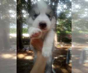 Siberian Husky Puppy for sale in FLORENCE, SC, USA