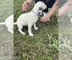 Small #5 Dalmatian