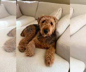 Roy - Male Airedale Terrier Dog for Adoption - Photo #4