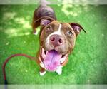 Small #4 American Pit Bull Terrier