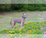 Small #3 Mutt