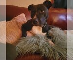 Small #1 American Pit Bull Terrier Mix