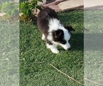 Small #5 Aussie-Corgi