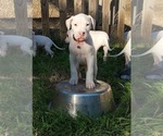Small Photo #7 Dogo Argentino Puppy For Sale in KATY, TX, USA