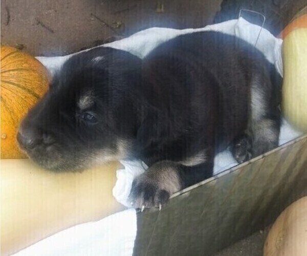 Medium Photo #3 Goberian Puppy For Sale in HEBRON, NE, USA